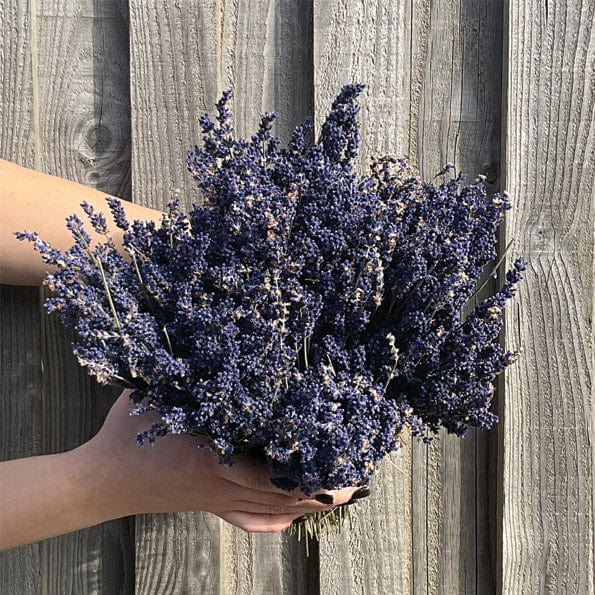 Dried Lavender Bunch - East of India lavender Dried Lavender Bunch