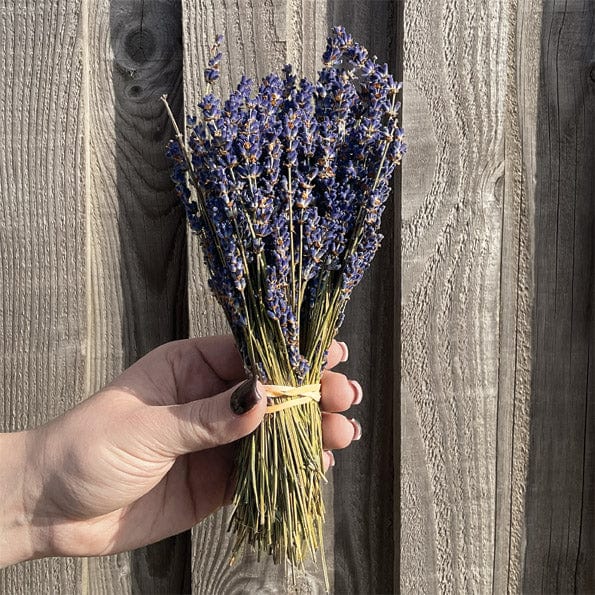 Dried Lavender Bunch - East of India lavender Dried Lavender Bunch