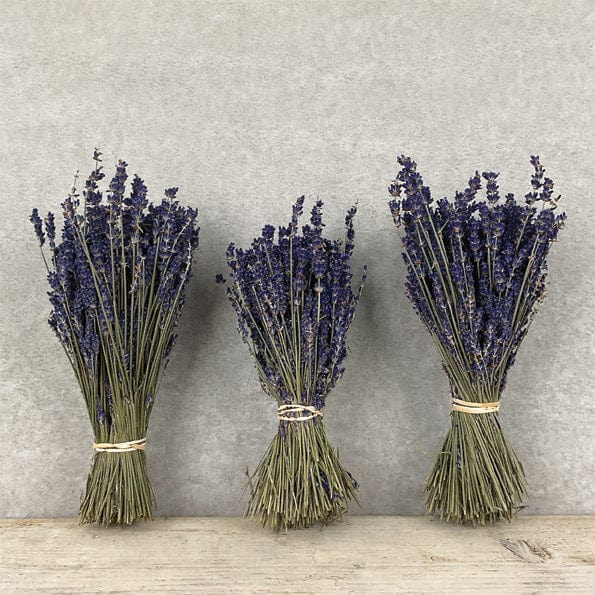 Dried Lavender Bunch - East of India lavender Dried Lavender Bunch