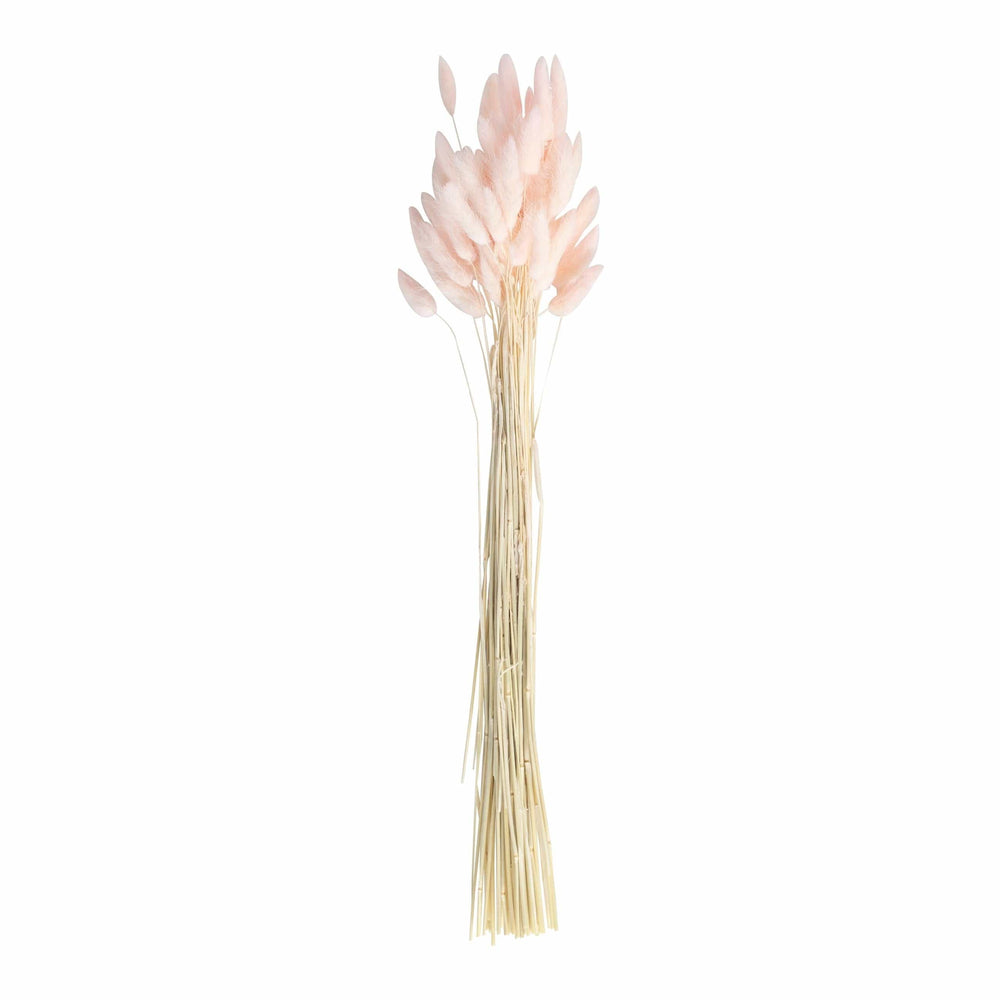 Dried Flowers Soft Pink Bunny Tails Lagurus grass